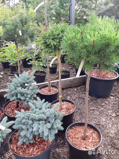 Сосна горная на Штамбе - в ассортименте