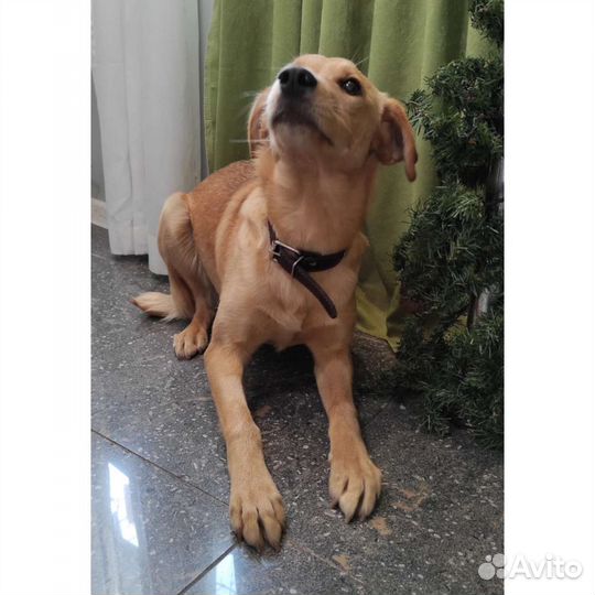 Собака метис спаниеля отдам