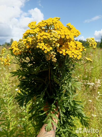 Листья брусники/Зверобой