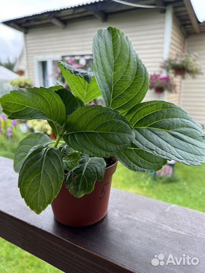 Гортензия крупнолистная саженец