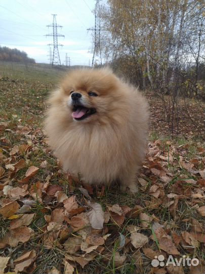 Кобели чихуахуа и шпиц вязка