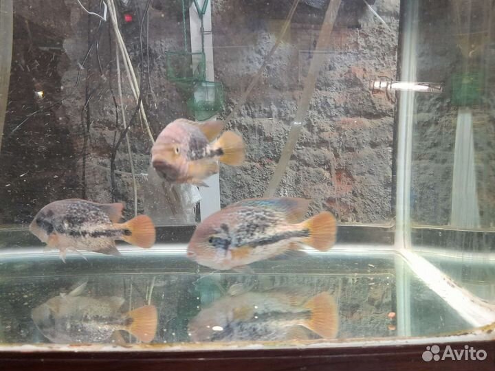 Аквариумные рыбки