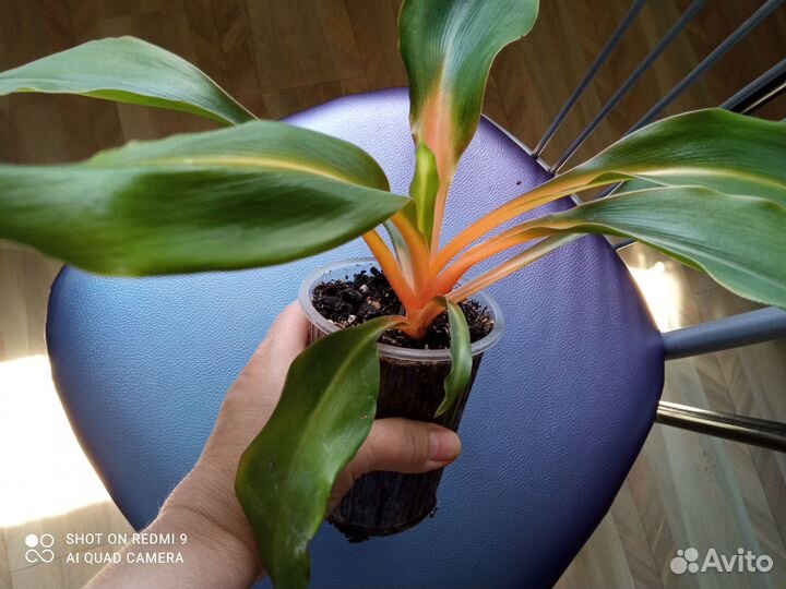 Хлорофитум Грин Оранж