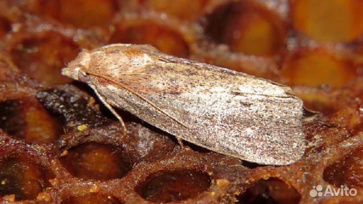 Пжвм сухой / огнёвка