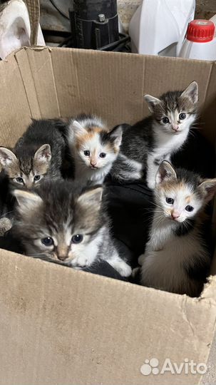 Котята в дар