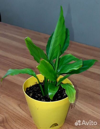 Спатифиллум