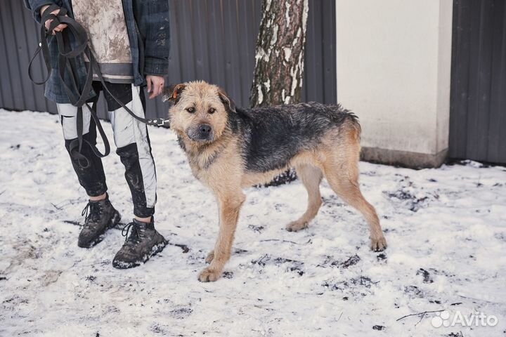 Хороший пёс Мюнхаузен в добрые руки