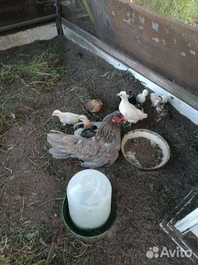 Куры петухи