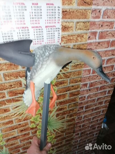 Махокрыл утка подсадная