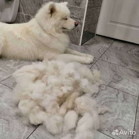 Груминг собак и кошек