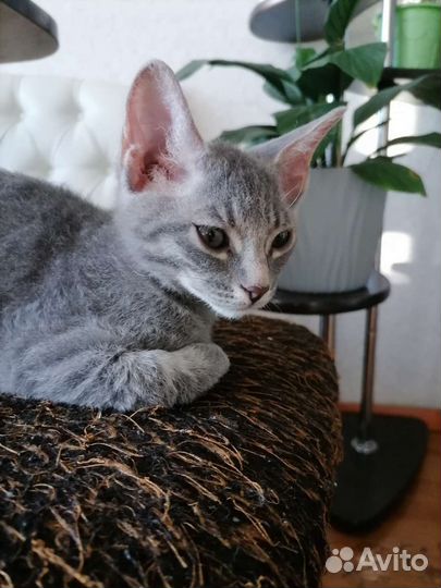 Котенок сфинкса