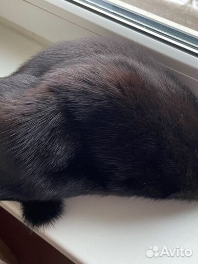 Берет норковый