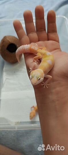 Эублефар малыши