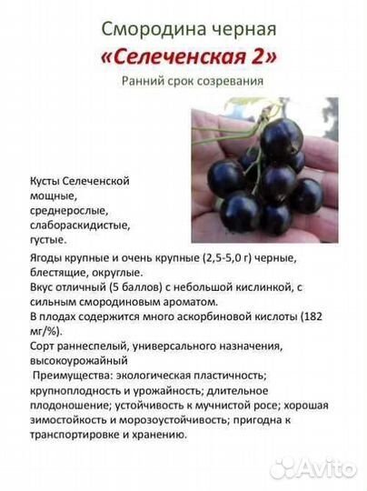 Саженцы чëрной смородины