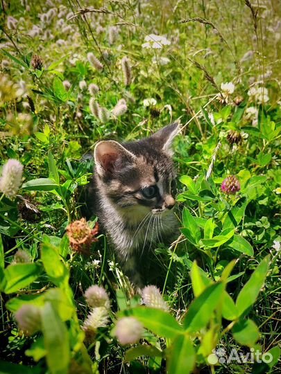 Котята 11.06.24 Др, в добрые руки