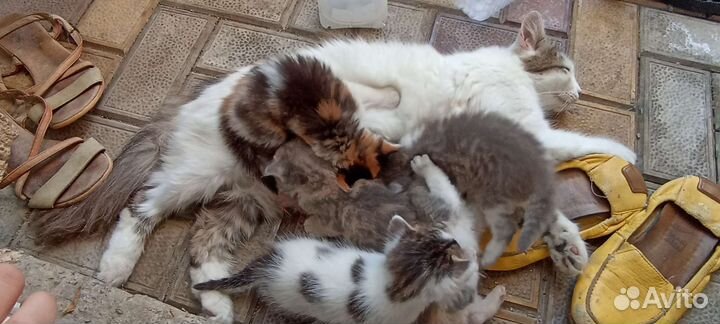 Котята в добрые руки