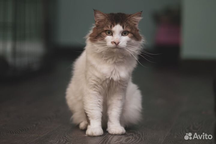 Котик Платоша в добрые руки