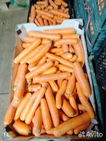 Овощи для животных