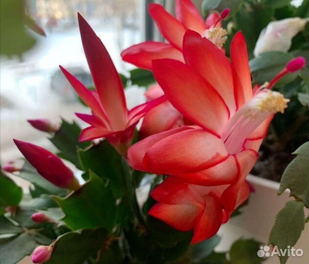 Декабрист Шлюмбергера разных сортов