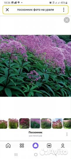 Буковница,гейхеры,медуницы и многое другое