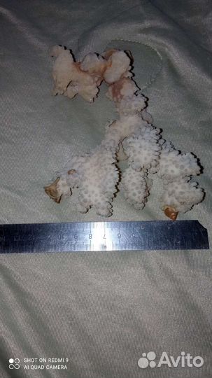 Кораллы и ракушки