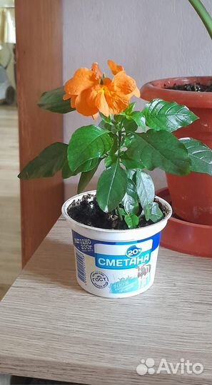 Кроссандра