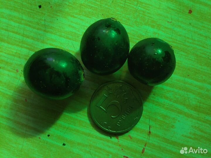 Ягодные кустарники