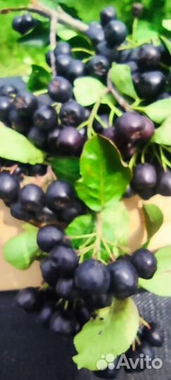 Огурцы Черноплодная рябина Арония Мичурина Амит