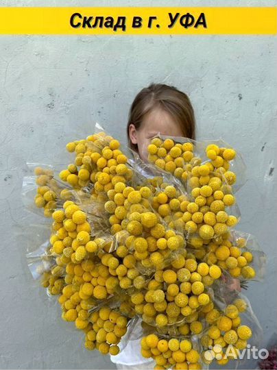 Краспедия сухоцвет