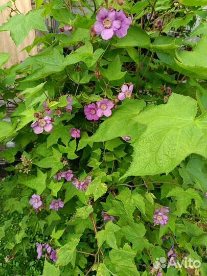 Малиноклен