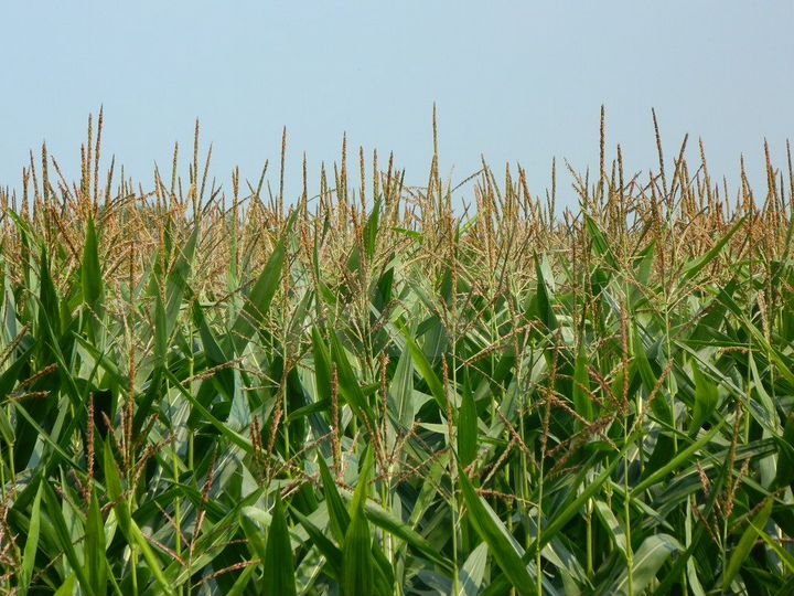 Участок 15 га (СНТ, ДНП)