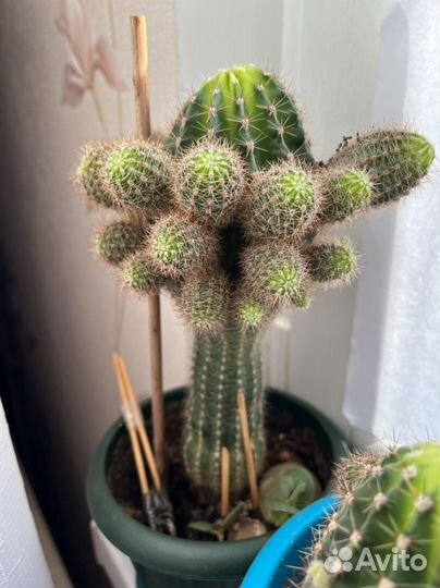 Кактусы малыши ищут дом