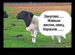 Ягнята,Баранов,коз,ярок,овцаматки стадо