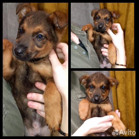 Красивейшие щенки ждут вас