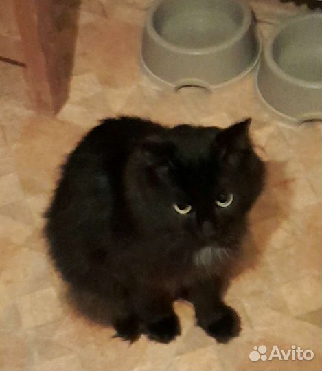 Ручной черный котик с белым жабо