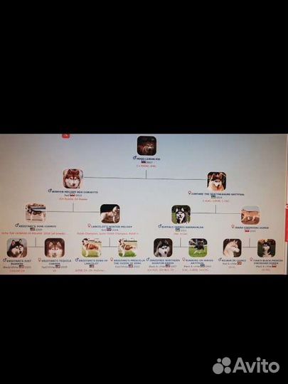 Вязка Сибирский Хаски