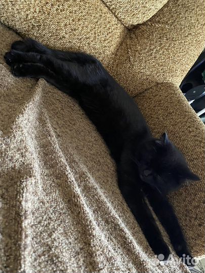 Чисто черные котята ищут дом