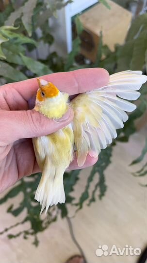 Амадины гульда