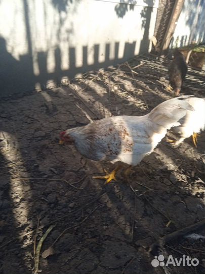 Молодые петухи