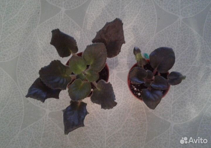 Фиалка Queen Sabrina