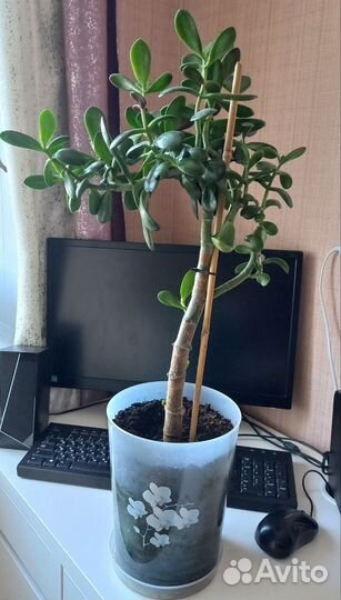 Денежное дерево (Толстянка, Крассула)