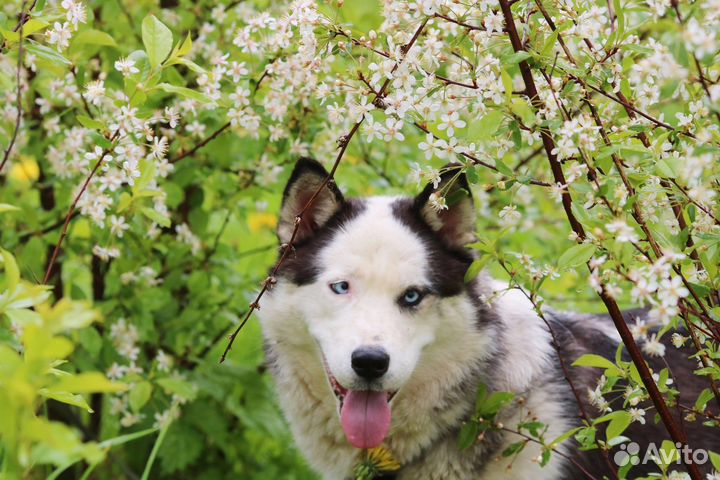 Симпатяшка Хася