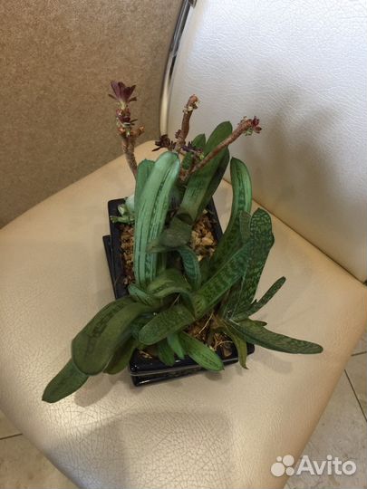 Композиция из суккулентов (торг)