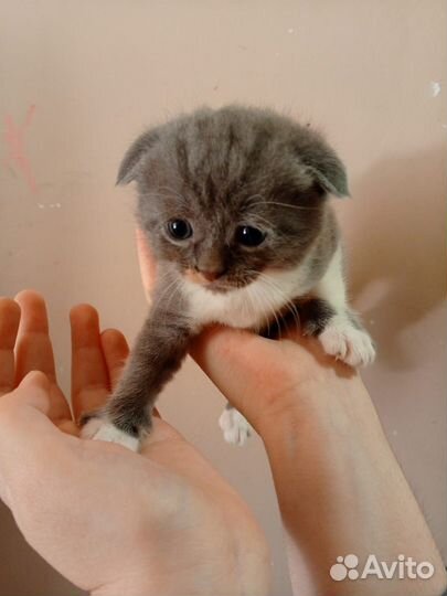 Отдам в добрые руки