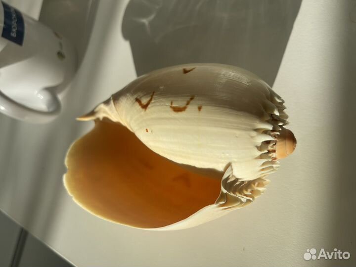 Морские раковины