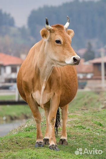 Коровы телки