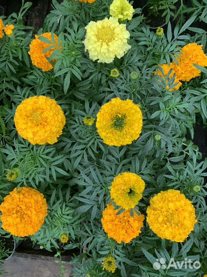 Бархатцы низкорослые