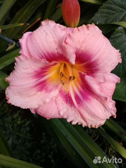 Сортовые лилейники, разные 10 фото, в горшках