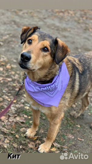 Собака в добрые руки отдам бесплатно