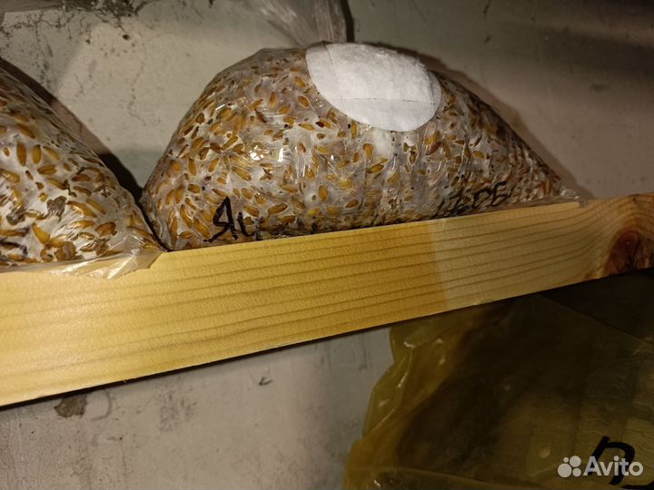 Мицелий вешенки